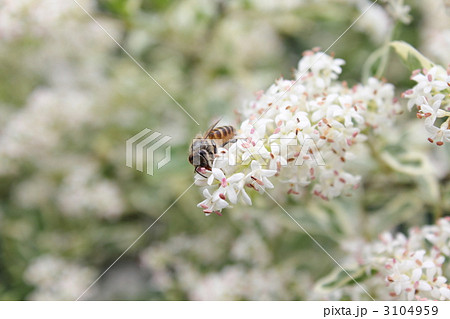 シルバープリペットの花とミツバチ シルバープリペットの花とミツバチ 3104959