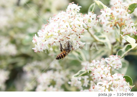 シルバープリペットの花とミツバチ 3104960