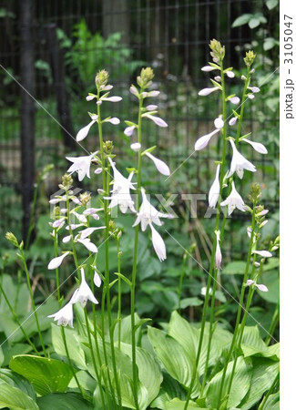 オオバギボウシ オオバギボウシ 3105047