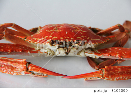 渡り蟹 3105099