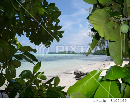 木の葉の向こうの海 木の葉の向こうの海 3105146