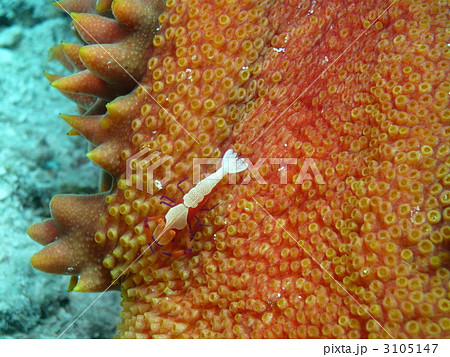 変なエビ 変なエビ 3105147