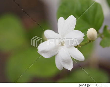 マツリカの花の写真素材