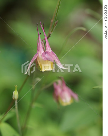 ヤマオダマキの花 ヤマオダマキの花 3105205