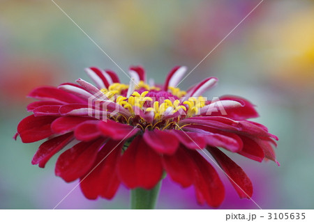 百日草の花 3105635