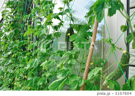 グリーンカーテン 3107604