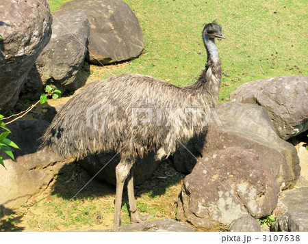 エミュー 3107638