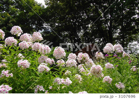 7月　宿根フロックス・ハナシノブ科06 3107696