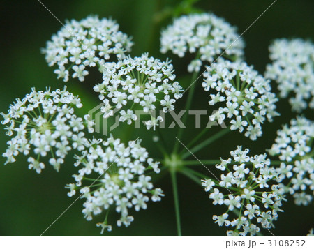 戦場ヶ原・ドクゼリ 3108252