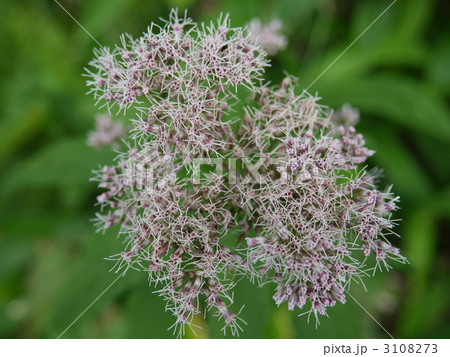 戦場ヶ原・ヨツバヒヨドリ 3108273