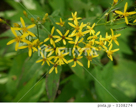 戦場ヶ原・キオン 戦場ヶ原・キオン 3108274