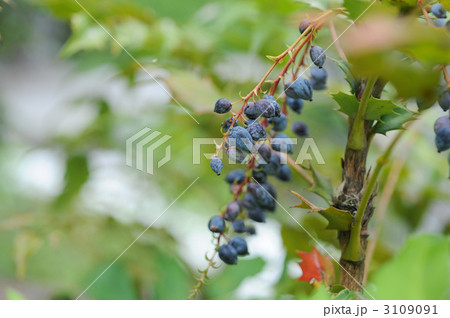 ヒイラギの実 3109091