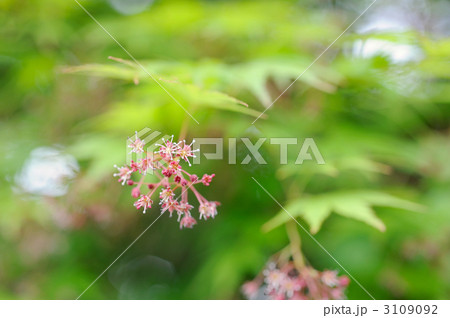 いろは紅葉の花 3109092