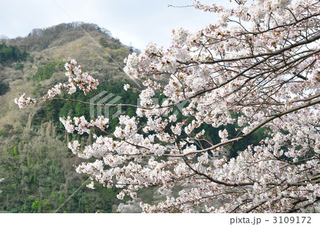 桜と城山 3109172