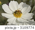 コスモスの花粉集めをするミツバチ 3109774
