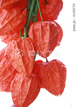 ほおずき ほおずき 3109779