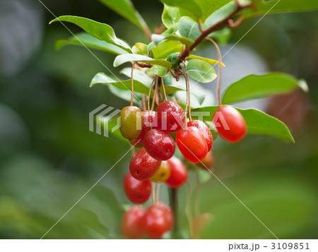 グミの実 3109851