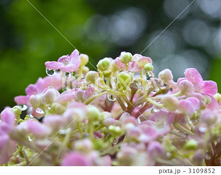 雨上がりのホンアジサイ 3109852