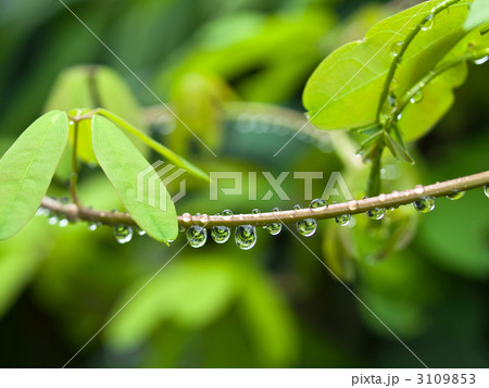 雨上がりの水滴 3109853