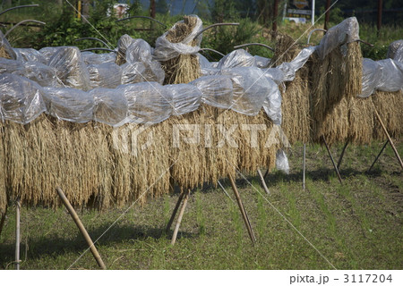 宮崎の早場米　稲掛け２ 3117204