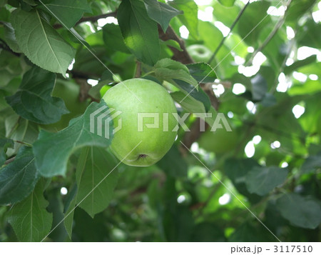 リンゴ 3117510