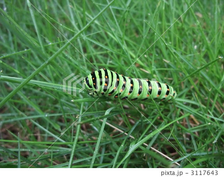 キアゲハの幼虫 キアゲハの幼虫 3117643