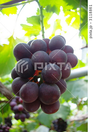 岡山名産 ニューピオーネ 岡山名産 ニューピオーネ 3118861