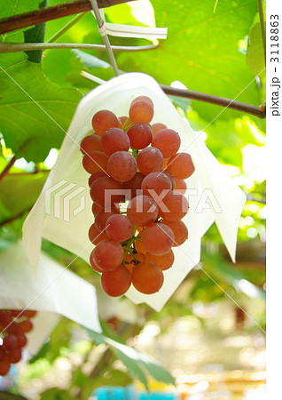 岡山名産 デラウェア 3118863