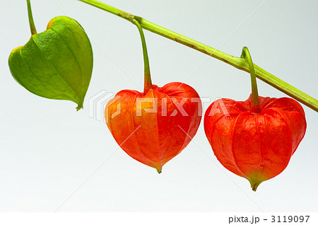 白バックのホオズキ 3119097