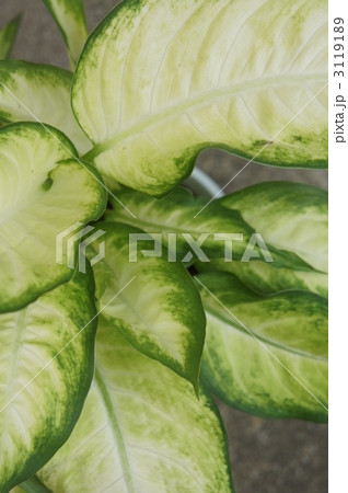 3119189