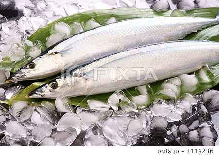 秋刀魚 3119236