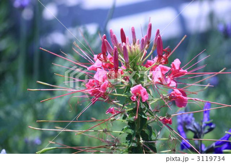 風蝶草の花 3119734
