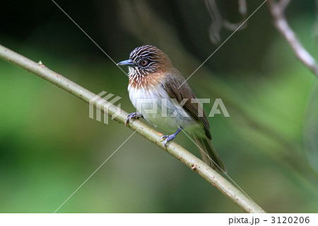コビトモリチメドリ 3120206