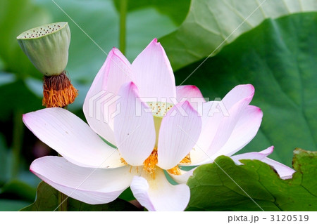蓮の花と果托 蓮の花と果托 3120519