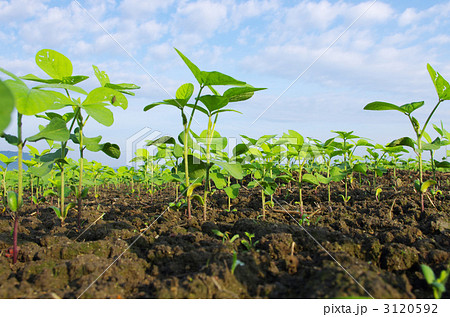 虫目線のダイズ畑 3120592