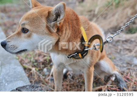 柴犬 3120595