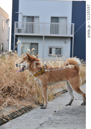 柴犬 3120597