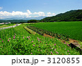 真夏の田んぼ_3 3120855