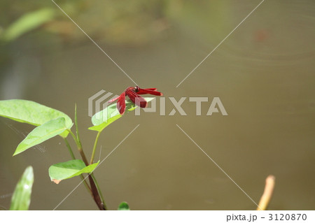 フチドリベッコウトンボ 3120870