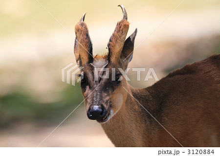 ホエジカ 3120884