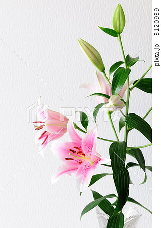 ゆりの花 オリエンタル ゆりの花 オリエンタル 3120939