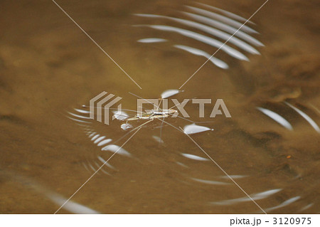 アメンボの交尾 3120975