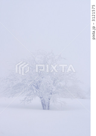 IMG_6428_WhiteTree 3121575