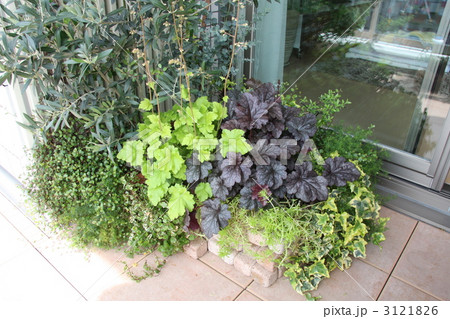 シェードガーデン シェードガーデン 3121826