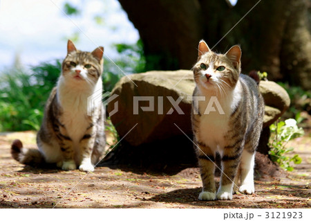 野良猫 野良猫 3121923