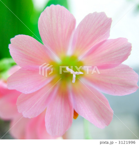 レウイシア（岩花火）Lewisia Cotyledon 3121996
