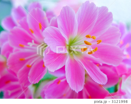 レウイシア（岩花火）Lewisia Cotyledon 3121998
