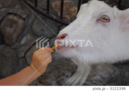 山羊に人参 3122396