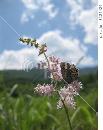 アワモリショウマに留まるアサマシジミ 3122426