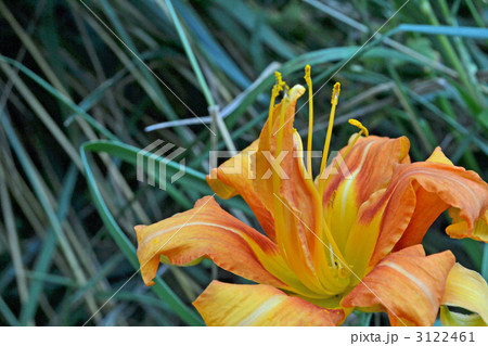 ヤブカンゾウ 3122461